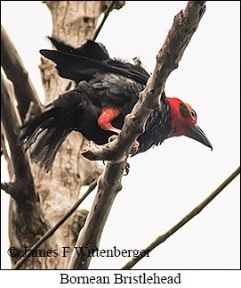 Bornean Bristlehead - © James F Wittenberger and Exotic Birding LLC