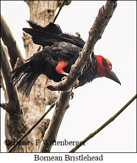 Bornean Bristlehead - © James F Wittenberger and Exotic Birding LLC Bornean Bristlehead - © James F Wittenberger and Exotic Birding LLC
