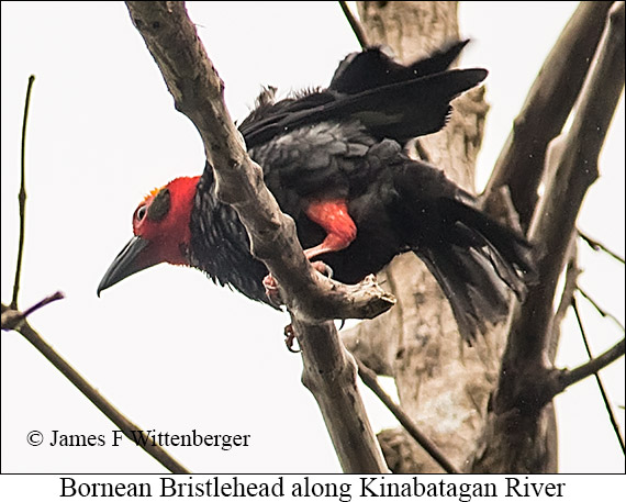 Bornean Bristlehead - © James F Wittenberger and Exotic Birding LLC Bornean Bristlehead - © James F Wittenberger and Exotic Birding LLC