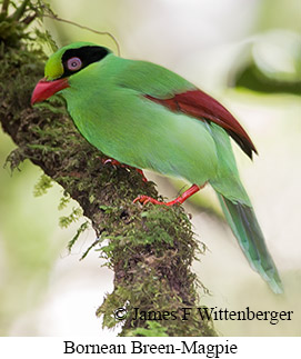 Bornean Green-Magpie - © James F Wittenberger and Exotic Birding LLC