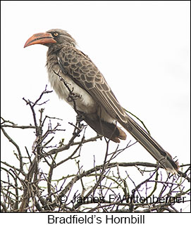 Bradfield's Hornbill - © James F Wittenberger and Exotic Birding LLC