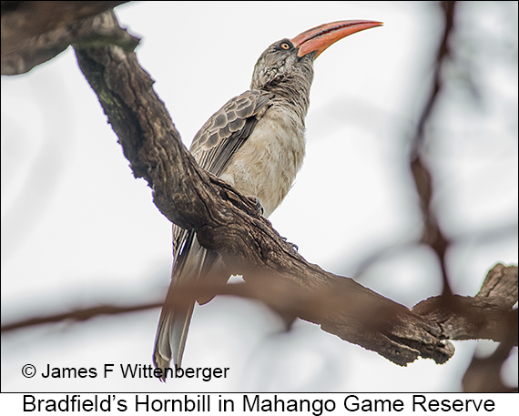 Bradfield's Hornbill - © James F Wittenberger and Exotic Birding LLC