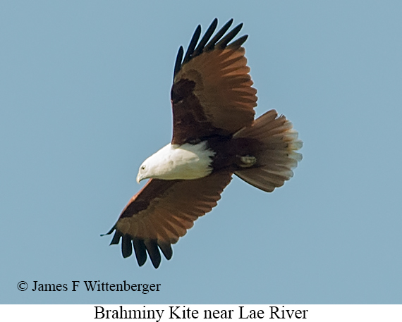 Brahminy Kite - © James F Wittenberger and Exotic Birding LLC