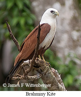 Brahminy Kite - &copy; James F Wittenberger and Exotic Birding LLC