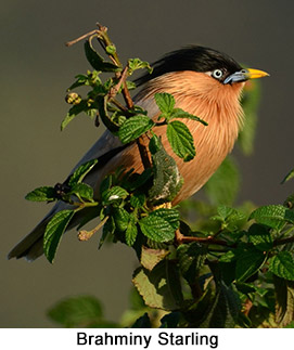 Brahminy Starling - courtesy Leio De Souza