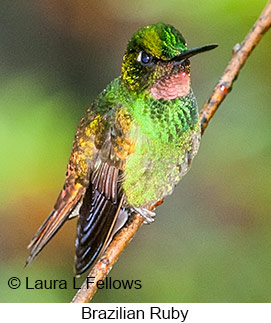 Brazilian Ruby - © Laura L Fellows and Exotic Birding LLC