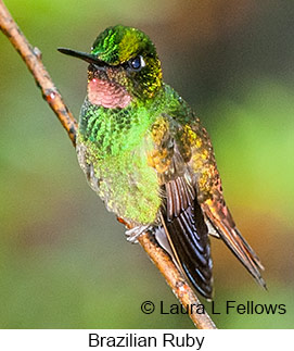 Brazilian Ruby - © Laura L Fellows and Exotic Birding LLC