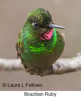 Brazilian Ruby - © Laura L Fellows and Exotic Birding LLC