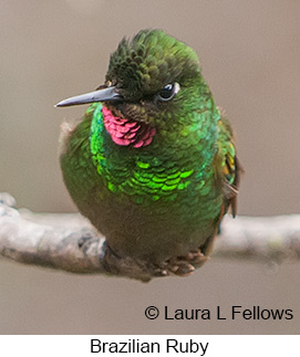 Brazilian Ruby - © Laura L Fellows and Exotic Birding LLC