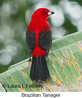 Brazilian Tanager - © Laura L Fellows and Exotic Birding LLC