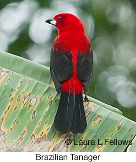 Brazilian Tanager - © Laura L Fellows and Exotic Birding LLC