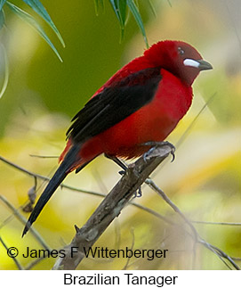 Brazilian Tanager - © James F Wittenberger and Exotic Birding LLC