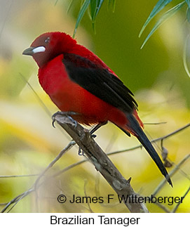 Brazilian Tanager - © James F Wittenberger and Exotic Birding LLC