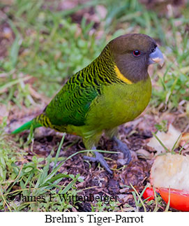 Brehm's Tiger-Parrot - © James F Wittenberger and Exotic Birding LLC