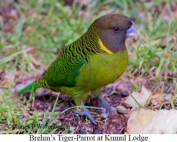 Brehm's Tiger-Parrot - © James F Wittenberger and Exotic Birding LLC