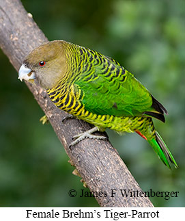 Brehm's Tiger-Parrot - © James F Wittenberger and Exotic Birding LLC Brehm's Tiger-Parrot - © James F Wittenberger and Exotic Birding LLC