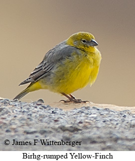 Bright-rumped Yellow-Finch - © James F Wittenberger and Exotic Birding LLC Bright-rumped Yellow-Finch - © James F Wittenberger and Exotic Birding LLC