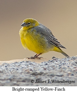 Bright-rumped Yellow-Finch - © James F Wittenberger and Exotic Birding LLC