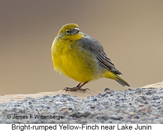 Bright-rumped Yellow-Finch - © James F Wittenberger and Exotic Birding LLC