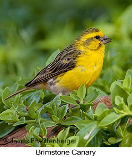 Brimstone Canary - © James F Wittenberger and Exotic Birding LLC