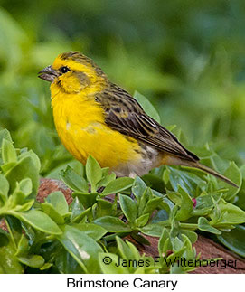 Brimstone Canary - © James F Wittenberger and Exotic Birding LLC Brimstone Canary - © James F Wittenberger and Exotic Birding LLC