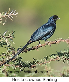 Bristle-crowned Starling - © James F Wittenberger and Exotic Birding LLC