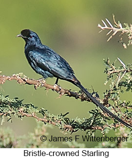 Bristle-crowned Starling - © James F Wittenberger and Exotic Birding LLC Bristle-crowned Starling - © James F Wittenberger and Exotic Birding LLC