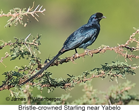 Bristle-crowned Starling - © James F Wittenberger and Exotic Birding LLC