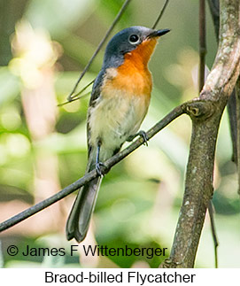 Broad-billed Flycatcher - © James F Wittenberger and Exotic Birding LLC Broad-billed Flycatcher - © James F Wittenberger and Exotic Birding LLC