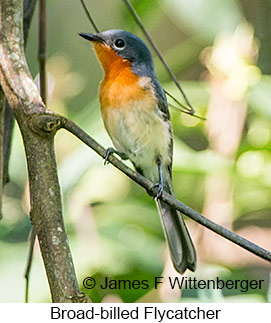 Broad-billed Flycatcher - © James F Wittenberger and Exotic Birding LLC