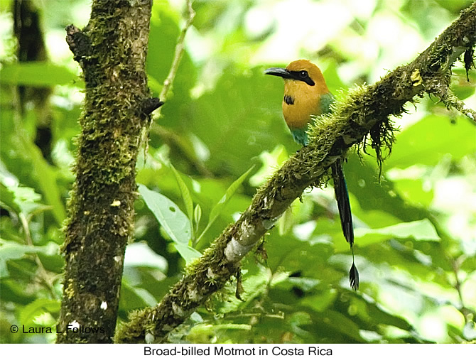 Broad-billed Motmot - &copy; Laura L Fellows and Exotic Birding tours