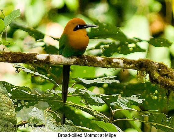Broad-billed Motmot - &copy; Laura L Fellows and Exotic Birding Tours