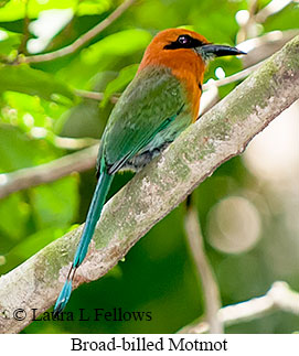 Broad-billed Motmot - © Laura L Fellows and Exotic Birding LLC