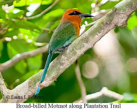 Broad-billed Motmot - © Laura L Fellows and Exotic Birding LLC Broad-billed Motmot - © Laura L Fellows and Exotic Birding LLC