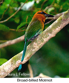 Broad-billed Motmot - &copy; Laura L Fellows and Exotic Birding Tours