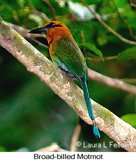 Broad-billed Motmot - &copy; Laura L Fellows and Exotic Birding Tours