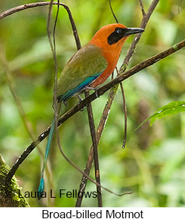 Broad-billed Motmot - © Laura L Fellows and Exotic Birding LLC