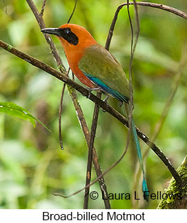 Broad-billed Motmot - © Laura L Fellows and Exotic Birding LLC