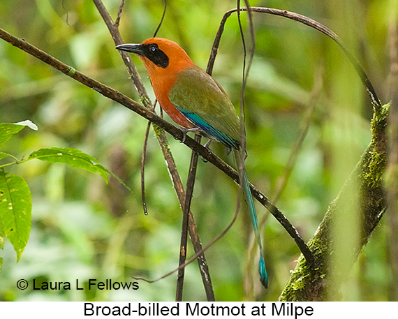 Broad-billed Motmot - © Laura L Fellows and Exotic Birding LLC Broad-billed Motmot - © Laura L Fellows and Exotic Birding LLC