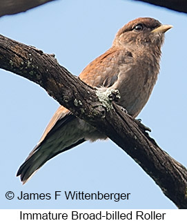 Broad-billed Roller - © James F Wittenberger and Exotic Birding LLC