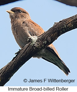 Broad-billed Roller - © James F Wittenberger and Exotic Birding LLC
