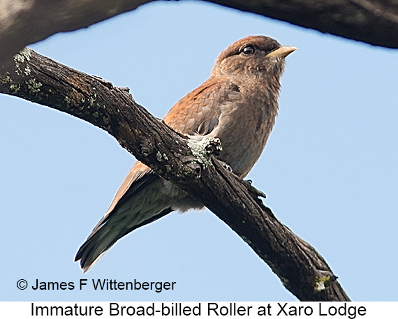 Broad-billed Roller - © James F Wittenberger and Exotic Birding LLC