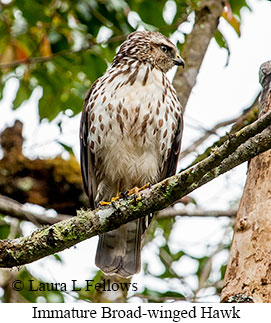 Broad-winged Hawk - © Laura L Fellows and Exotic Birding LLC Broad-winged Hawk - © Laura L Fellows and Exotic Birding LLC