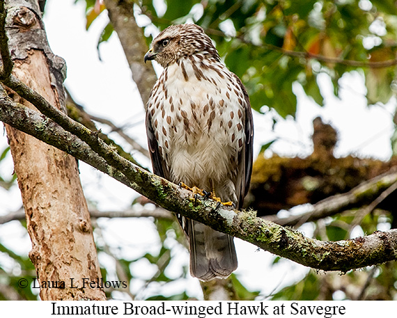 Broad-winged Hawk - © Laura L Fellows and Exotic Birding LLC