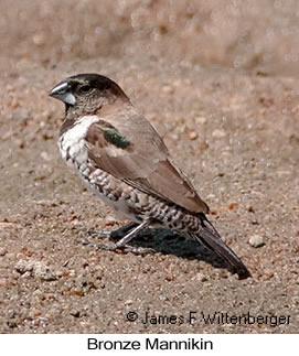 Bronze Mannikin - © James F Wittenberger and Exotic Birding LLC Bronze Mannikin - © James F Wittenberger and Exotic Birding LLC