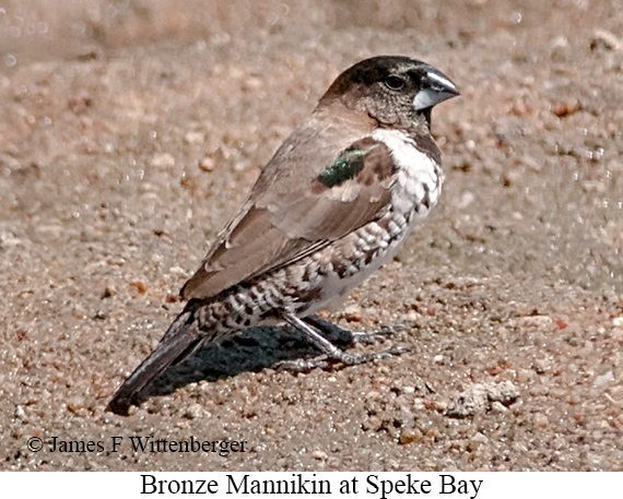 Bronze Mannikin - © James F Wittenberger and Exotic Birding LLC