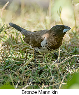 Bronze Mannikin - © James F Wittenberger and Exotic Birding LLC
