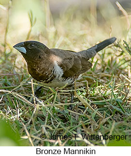 Bronze Mannikin - © James F Wittenberger and Exotic Birding LLC