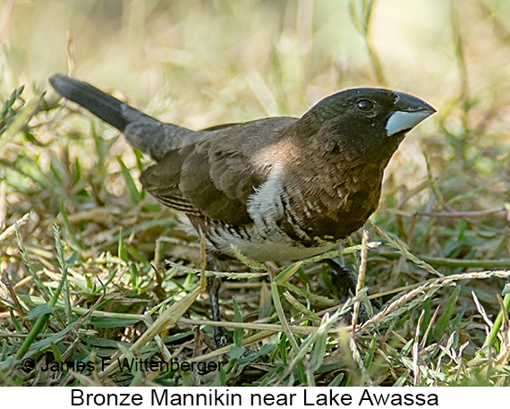 Bronze Mannikin - © James F Wittenberger and Exotic Birding LLC