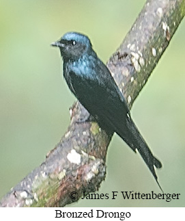 Bronzed Drongo - © James F Wittenberger and Exotic Birding LLC
